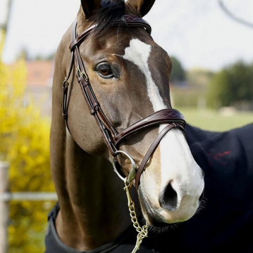 Dy'on D Collection Anatomic Flash Noseband Bridle