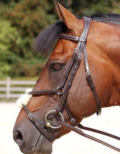 Dy'on Working Collection “Classic” Figure 8 Noseband Bridle