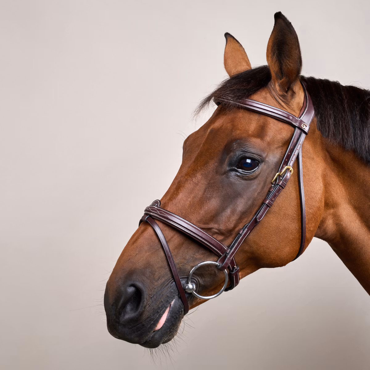 Dy'on D Collection Flash Noseband Bridle - Image 3
