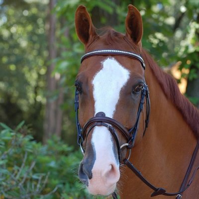 Dy'on New English Collection Silver Clincher Straight Browband - Image 2