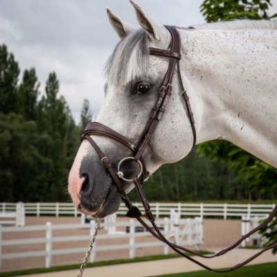 Dy'on US Collection Anatomic Flash Noseband Bridle