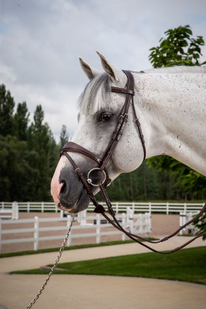 Dy'on US Collection Anatomic Flash Noseband Bridle