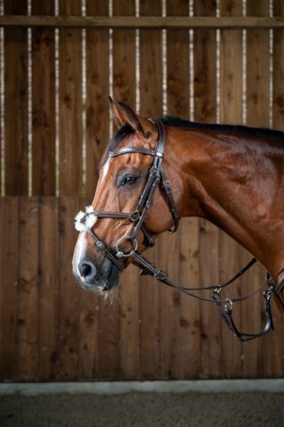Dy'on Working Collection “Classic” Figure 8 Noseband Bridle - Image 2