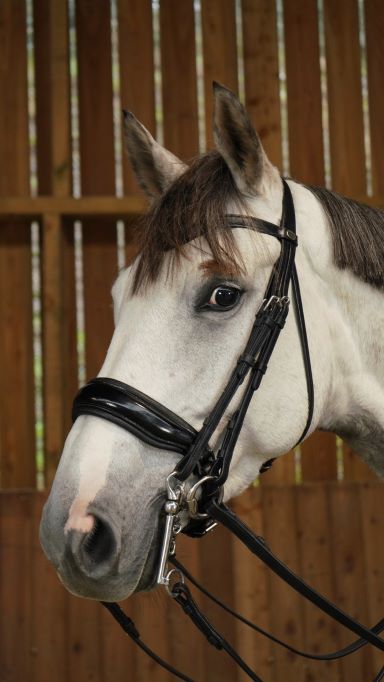 Dy'on Working Collection Large Crank Patent Noseband Double Dressage Bridle