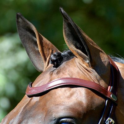 Dy'on Flat Dressage Collection Large Crank Patent Noseband with White Padding Double Dressage Bridle - Image 2