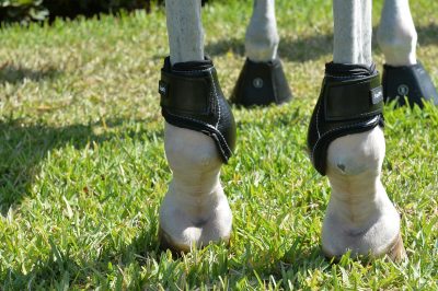 EquiFit Young Horse Boot - Image 3