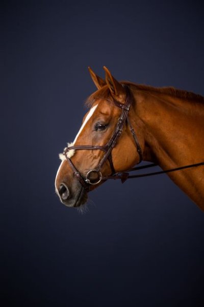 Dy'on New English Collection Figure 8 Noseband Bridle - Image 2