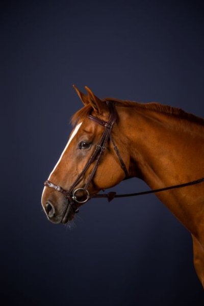 Dy'on New English Collection Adjustable Drop Noseband Bridle - Image 2