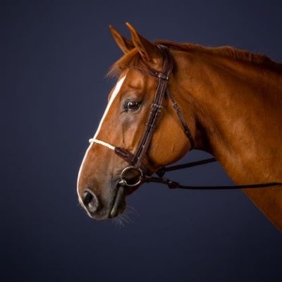 Dy'on New English Collection Rope Noseband Bridle