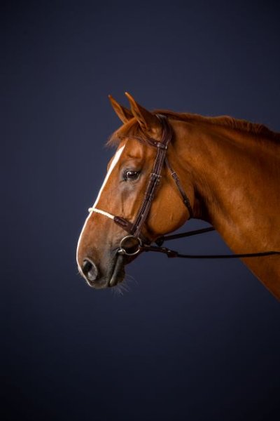 Dy'on New English Collection Rope Noseband Bridle