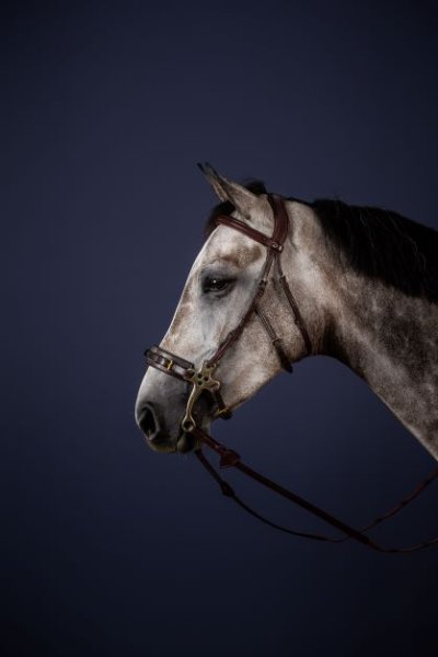 Dy'on New English Collection Hackamore Bridle - Image 2