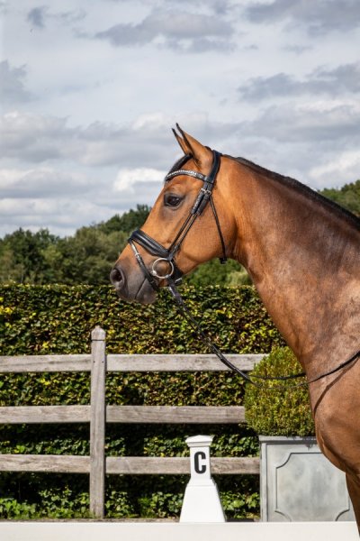 Dy'on Rolled Dressage Collection Medium Crank Noseband Bridle With ...