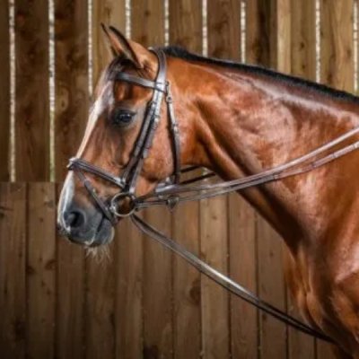 Working Collection Hunter Draw Reins