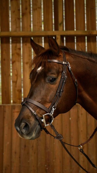 Working Collection Flash Noseband Bridle With Snap Cheeks - Image 3