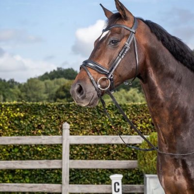 Dy'on Dressage Collection Flat Leather Matte Large Crank Noseband Bridle With Flash - Image 2