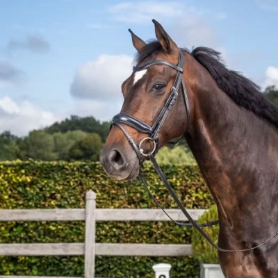 Dy'on Dressage Collection Flat Leather Matte Medium Crank Noseband Bridle With Flash - Image 2