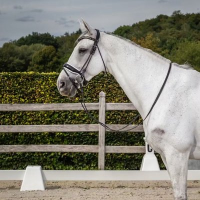 Dy'on Dressage Collection Round Leather Patent Large Crank Noseband Bridle With White Padding And Flash - Image 2