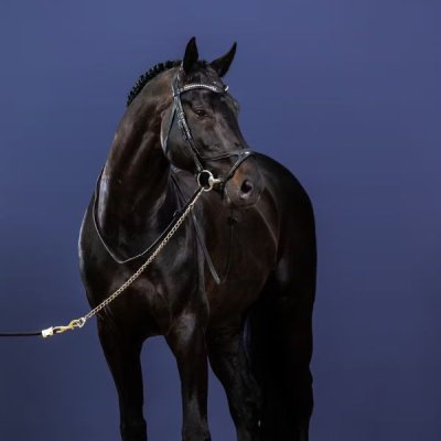 Dy'on New English Collection X-Fit Bridle - Image 3