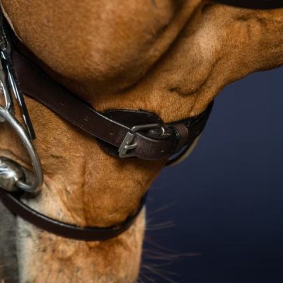 Dy'on Working Collection Flat Leather Bridle With Snap Hooks - Image 2