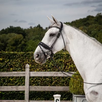 Dy'on Dressage Collection Round Leather Patent Large Crank Noseband Bridle with Flash - Image 4