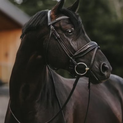 Dy'on Dressage Collection Round Leather Patent Large Crank Noseband Bridle with Flash - Image 5