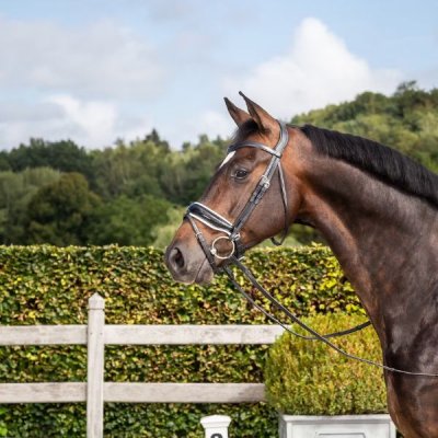 Dy'on Dressage Collection Flat Leather Patent Large Crank Noseband Bridle With White Padding and Flash - Image 4