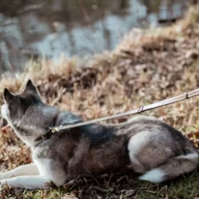 Dy'on Adjustable Dog Leash - Image 3