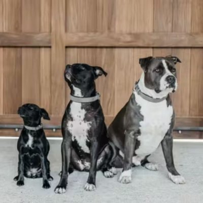 Dy'on Basket Dog Collar - Image 2