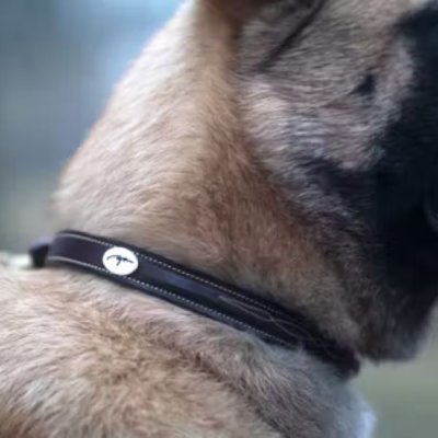 Dy'on Fancy Dog Collar - Image 2