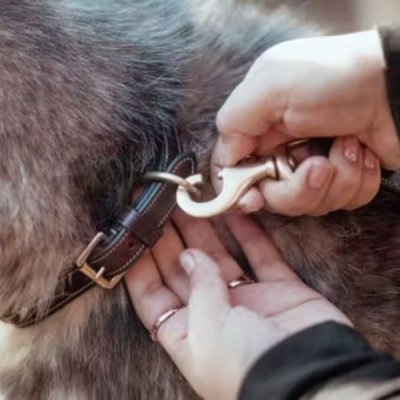 Dy'on Fancy Dog Collar - Image 3