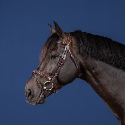 Dy'on US Jumping Collection Flash Noseband Bridle - Image 2