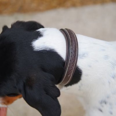 Plaited dog collar - Image 4