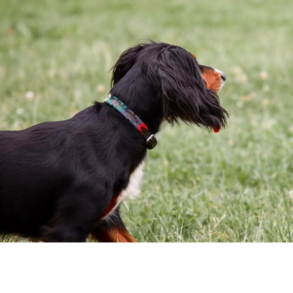 Dog Collar - Navidad - Image 4