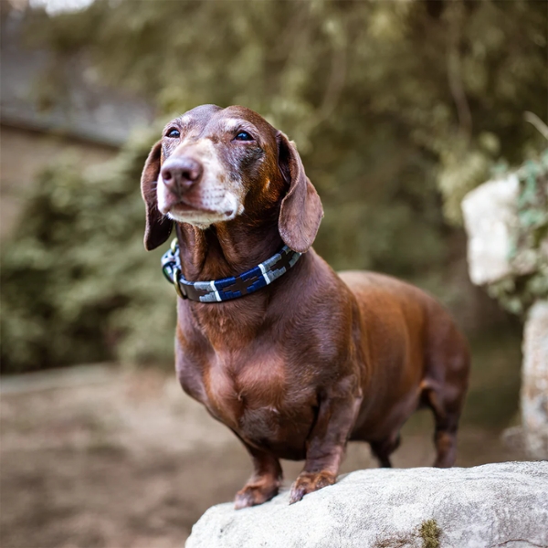 Dog Collar - Piedra - Image 6