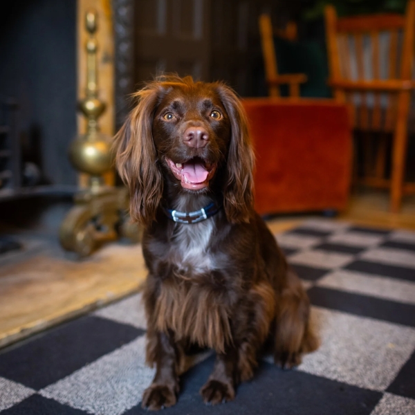 Dog Collar - Piedra - Image 4